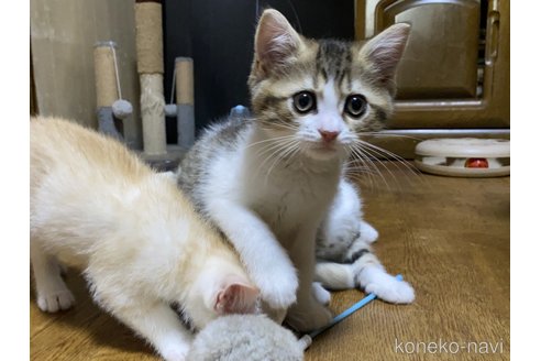 成約済の千葉県のマンチカン-91427の4枚目